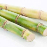 sugarcane4