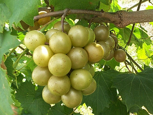 grape muscadine