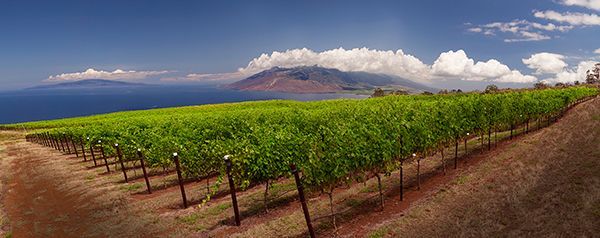 Maui Winery