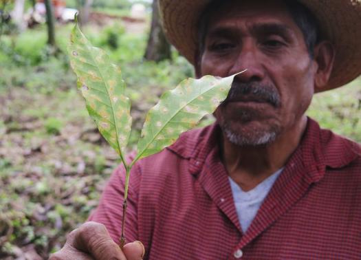 Mexican coffee farmer Jorge Hernandez holds a arabica leaf infected by roya. REUTERS/David Alire Garcia