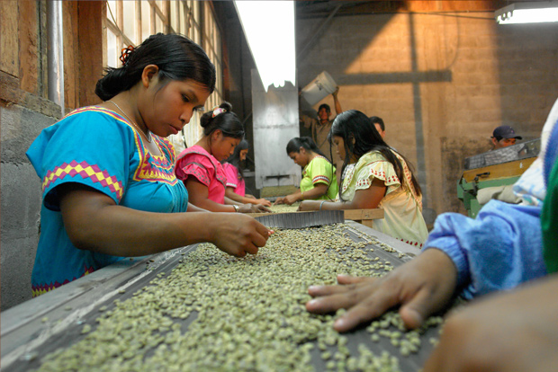 Ngobe-Bugle Coffee Farmers / Courtesy of Specialty Coffee Association of Panama